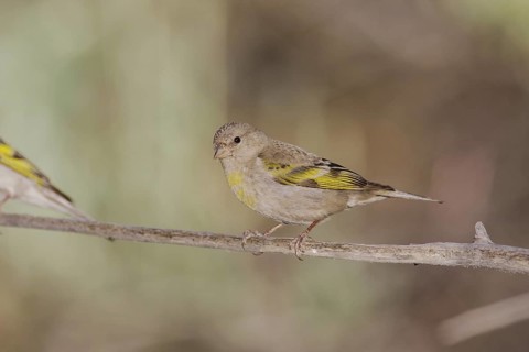 Lawrence's Goldfinch (Spinus lawrencei) female, California, USA