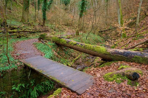 A small wooden walkway leads over a stream, surrounded by autumn leaves in the forest, Seltenbach