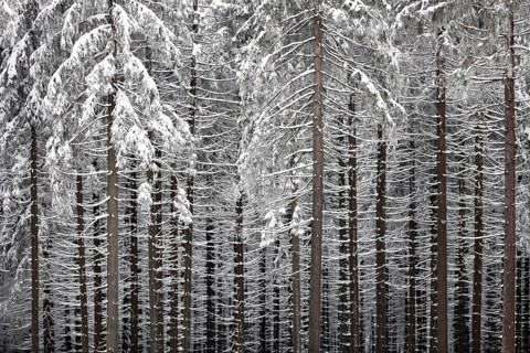 Winter landscape, snowy trees and branches