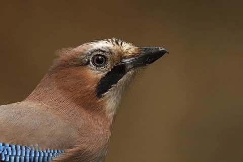 Eurasian Jay (Garrulus glandarius), Utrecht, Netherlands