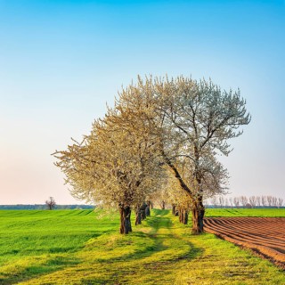 A dirt road leads through a cherry alley with blooming cherry trees in spring, field landscape with