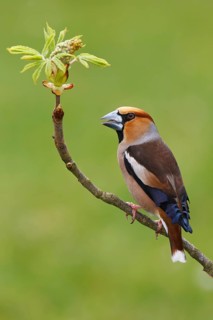 Hawfinch (Coccothraustes coccothraustes), Berlin, Germany
