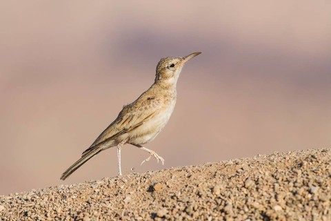 Greater Hoopoe-Lark (Alaemon alaudipes) juvenile perched on the ground, Eilat, Israel