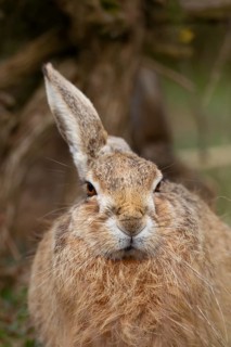 European brown hare (Lepus europaeus) adult animal head portrait, England, United Kingdom