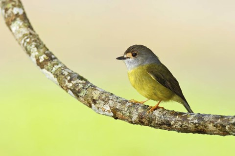 Pale-yellow Robin (Tregellasia capito), Queensland, Australia