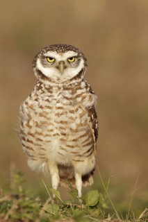 Burrowing Owl (Athene cunicularia), Florida, USA