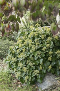 Shrub ivy (Hedera helix 'Arbori Compact'), An den Dorfwiesen 9, Germany