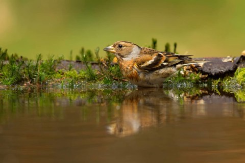 Brambling (Fringilla montifringilla) female, Utrecht, Netherlands