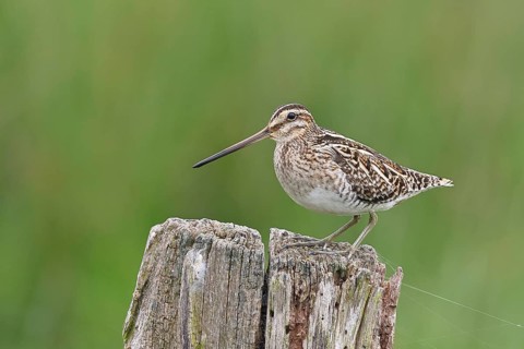 Snipe (Gallinago gallinago), standing on fence posts of a pasture, on moorland, snipe birds,