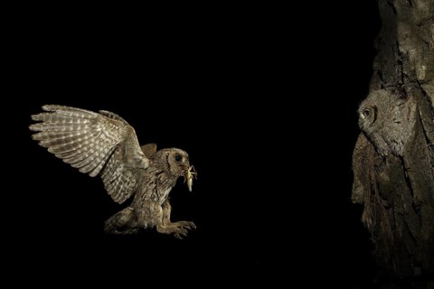 Assiolo (Otus scops) con pulcino
