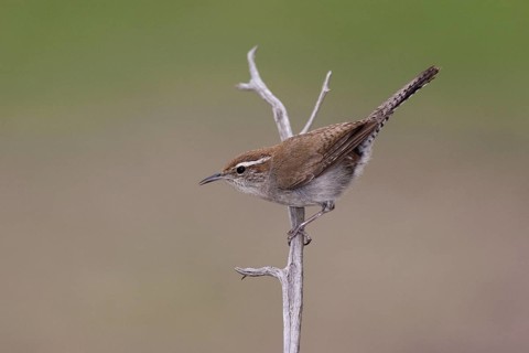 Bewick's Wren (Thryomanes bewickii), Texas, USA