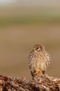Lesser Kestrel (Falco naumanni), female resting, Castile-La Mancha, Spain