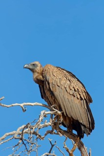 White-backed vulture (Gyps africanus), adult bird, sitting on a tree branch, on the lookout, blue