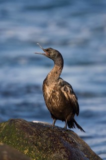 Pelagic Cormorant Phalacrocorax pelagicus Marina del Rey, California, United States 3 April Adult