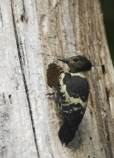 Black-and-buff Woodpecker (Meiglyptes jugularis) male at breeding cavity, Khao Yai, Thailand
