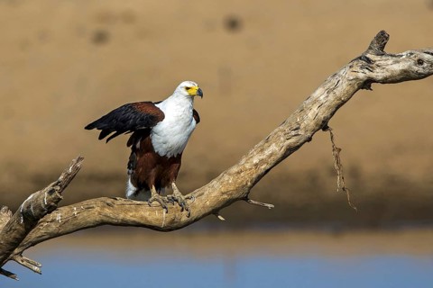 Black eagle (Haliaeetus vocifer), Africa, Zambia