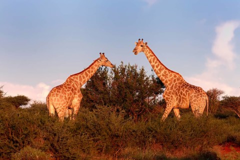 Cape giraffe (Giraffa camelopardalis giraffa), adult, two, foraging, feeding, Mokala National Park,