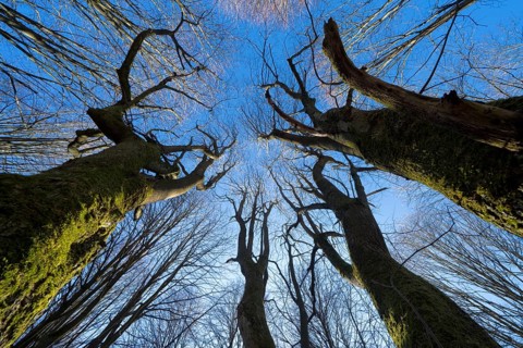 Primeval forest Urwald Sababurg, Hofgeismar, Weser Uplands, Weserbergland, Hesse, Germany