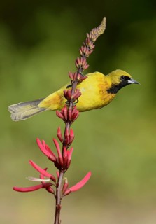 Orchard Oriole (Icterus spurius) juvenile, Texas, USA