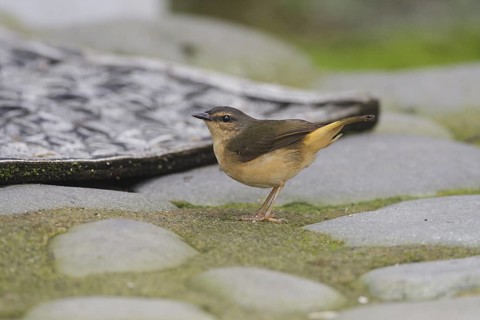 Buff-rumped Warbler (Myiothlypis fulvicauda), Santo Domingo, Ecuador