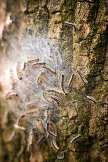 Nest of oak processionary spiders on an oak tree in Düsseldorf, Germany