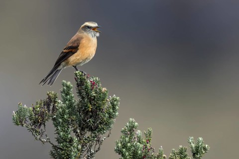 Brown-backed Chat-Tyrant (Ochthoeca fumicolor) perched on a branch in the Andes Mountains in