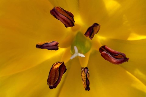 Purple-yellow tulips, rock tulip (Tulipa saxatilis), wild tulip, flower, blooming, macro photo,
