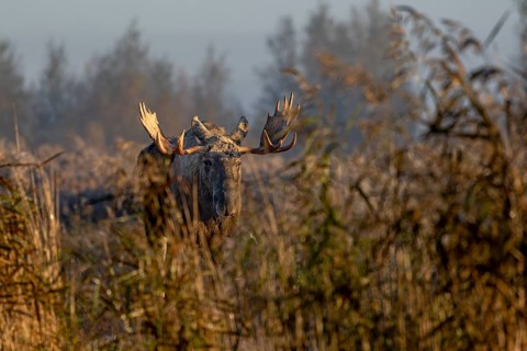 The high fog slowly lifts and the first rays of sunlight hit the bull moose (Alces alces), October,