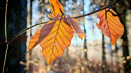 Autumn-coloured leaves of a beech (fagus) glow orange in the backlight of the sun against a blurred