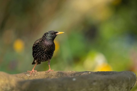 European starling (Sturnus vulgaris) adult bird on a bird bath, Suffolk, England, United Kingdom