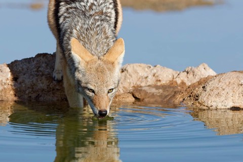 Black-backed jackal (Lupulella mesomelas), adult animal, reflected in the water, drinking at a