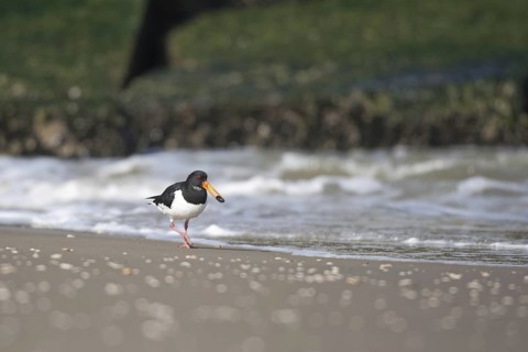 Eurasian Oystercatcher (Haematopus ostralegus) juvenile, Netherlands