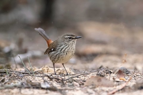 Shy Heathwren (Calamanthus cautus) female perched on the ground, Victoria, Australia