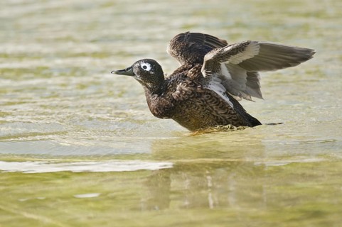 Laysan Duck (Anas laysanensis), Hawaii
