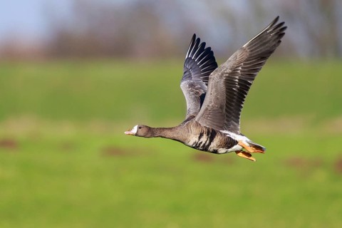 Greater White-fronted Goose (Anser albifrons) flying, North Rhine-Westphalia, Germany
