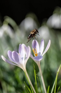 Elfin crocus (Crocus tommasinianus) with honey bee (Apis mellifera), Emsland, Lower Saxony, Germany