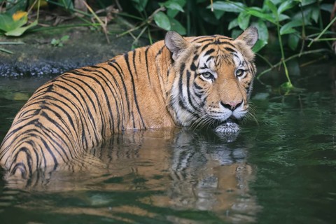 Malaysia tiger (Panthera tigris jacksoni), adult, in water, alert, Malaysia, Southeast Asia