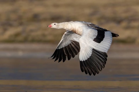 Andean Goose (Chloephaga melanoptera) male flying, Parinacota, Chile