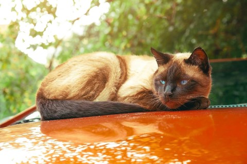A Siamese cat lies comfortably on the hood of an orange car, basking in the sunlight. Surrounded by