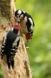 Great Spotted Woodpecker (Dendrocopos major) female with juvenile, Lower Saxony, Germany