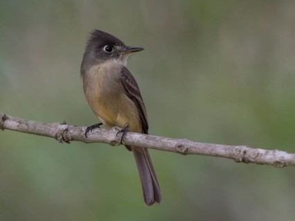 Cuban Pewee (Contopus caribaeus), Cuba