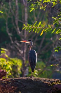 One Grey Heron, Ardea cinerea, stands on a rock, green leaves in backlight are around him