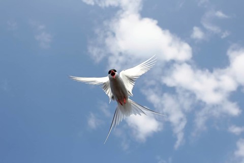 Arctic Arctic Tern (Sterna paradisaea) flying in the blue sky, Lapland, Norway