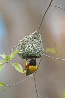 Golden-backed Weaver (Ploceus jacksoni) male at nest, Lake Baringo, Kenya