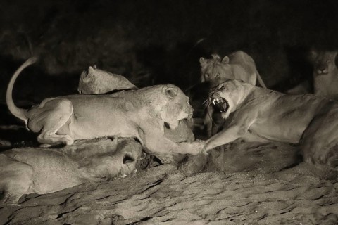 African Lion (Panthera leo) pack feeding at night on kill, Sabi Sands, South Afrika