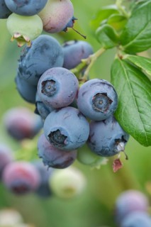 Blueberry (Vaccinium corymbosum 'Darrow'), allotment garden, Germany