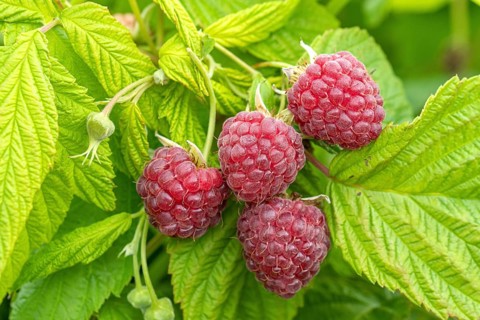 Raspberry (Rubus idaeus 'Autumn Happy'), Cambridge Botanical Garden, Germany
