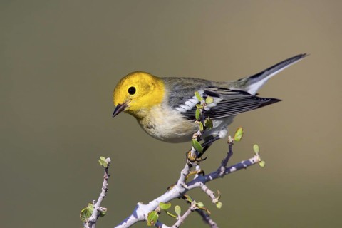 Hermit Warbler Dendroica occidentalis Oracle, Santa Catalina Mountains, Arizona, United States 10