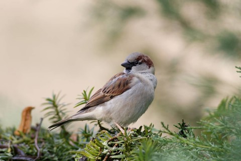 House sparrow (Passer domesticus) resting on an evergreen branch in soft natural light, Germany