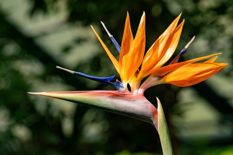 Close-up image of a vibrant Bird of Paradise flower, its orange and blue petals radiating under